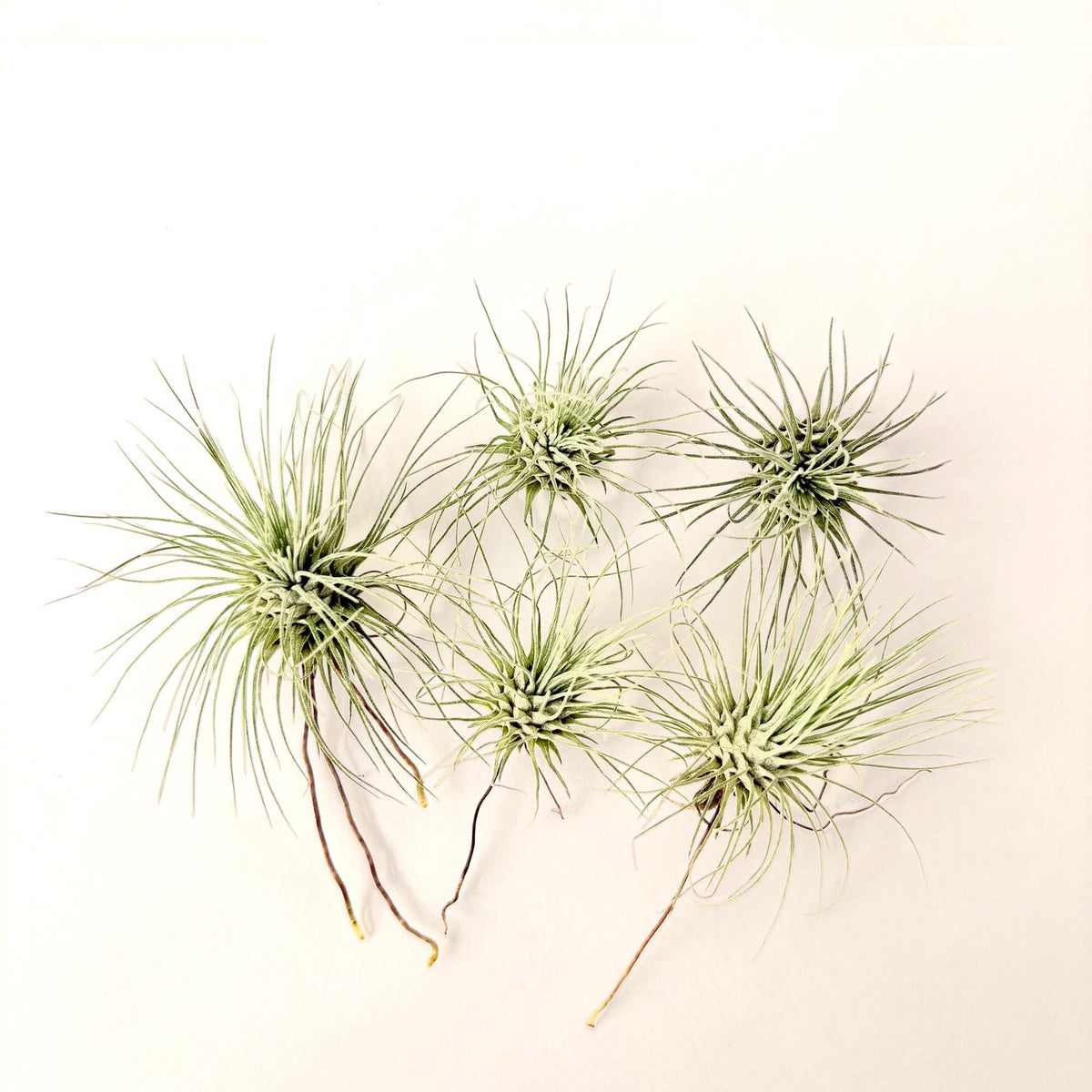 Air Plant Fuchsii 5PK 2"-3"