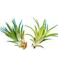 Air Plant Velutina Turquoise 2PK 3"-4"