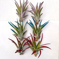 Air Plant Bundle Velutina Colors 6PK