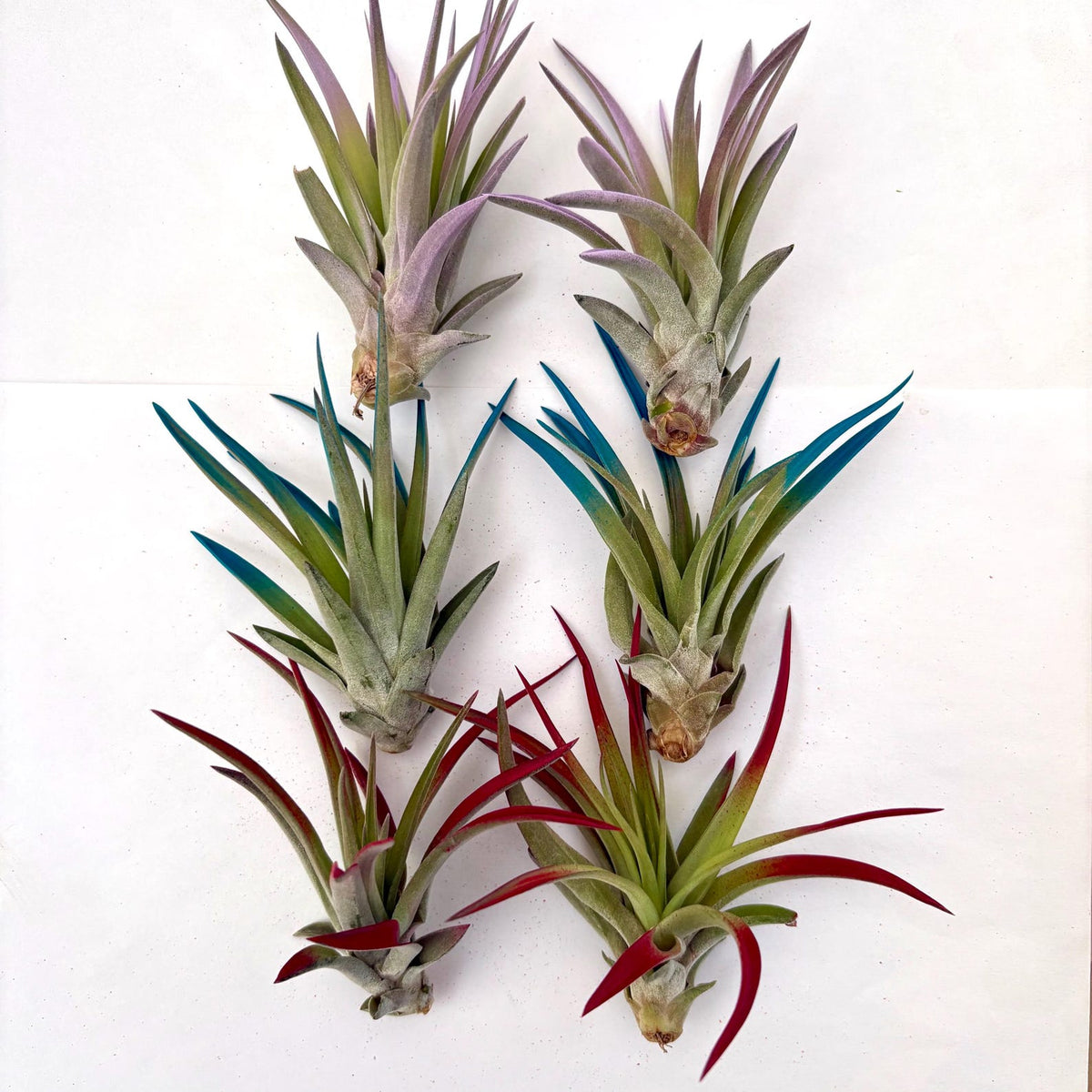 Air Plant Bundle Velutina Colors 6PK