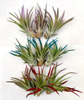 Air Plant Bundle Velutina Colors 9PK