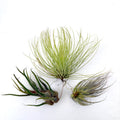 Air Plant Bundle EHLANPRU 3PK 3"-4"