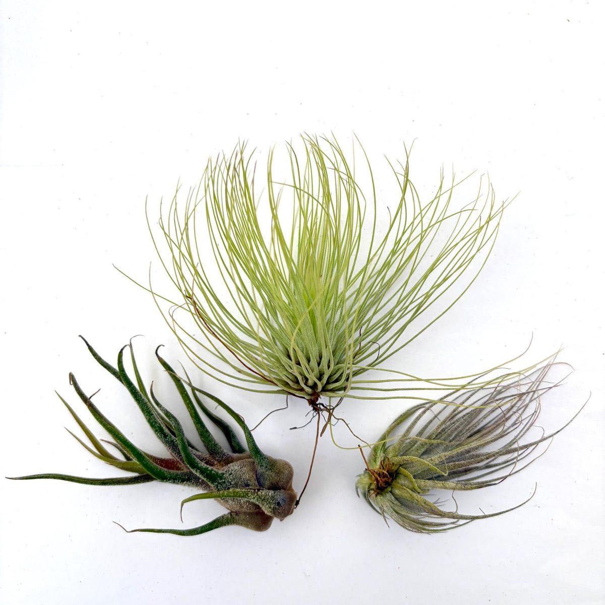 Air Plant Bundle EHLANPRU 3PK 3"-4"