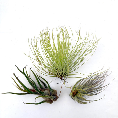 Air Plant Bundle EHLANPRU 3PK 3"-4"