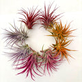 Air Plant Bundle Ionantha Colors 8PK 2"-3"