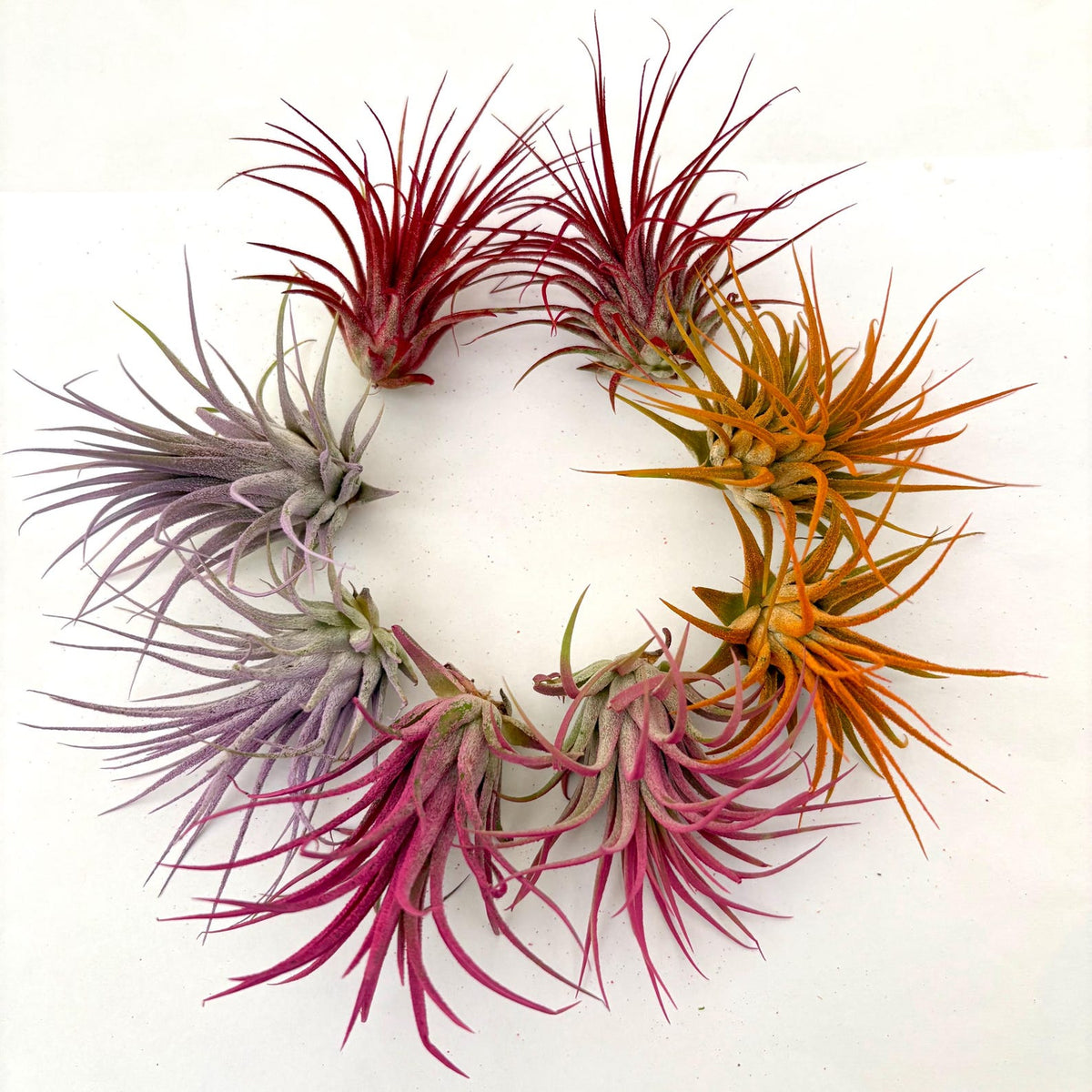 Air Plant Bundle Ionantha Colors 8PK 2"-3"