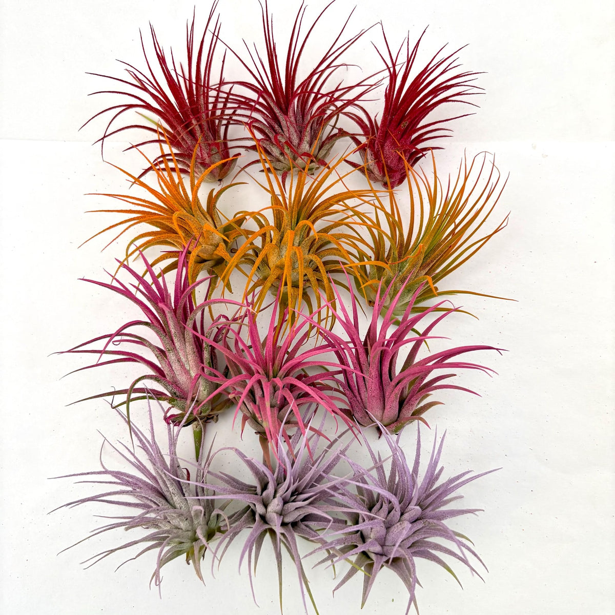Air Plant Bundle Ionantha Colors 12PK 2"-3"