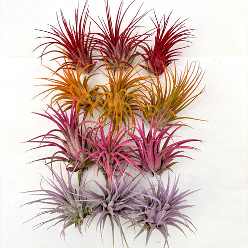 Air Plant Bundle Ionantha Colors 12PK 2"-3"