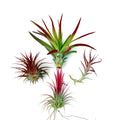 Air Plant Bundle RED 4PK