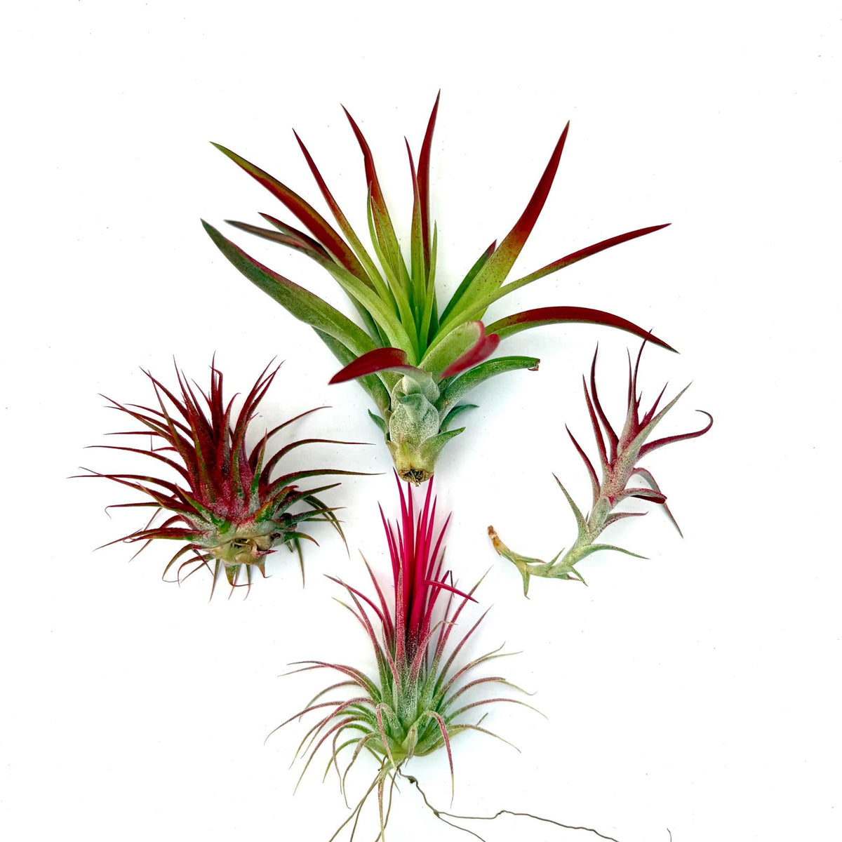 Air Plant Bundle RED 4PK