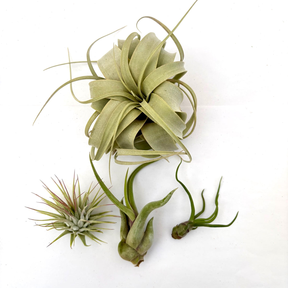 Air Plant Bundle Basics 4PK 2"-5"