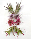 Air Plant Bundle Pink/Lavender 8PK 2"-4"