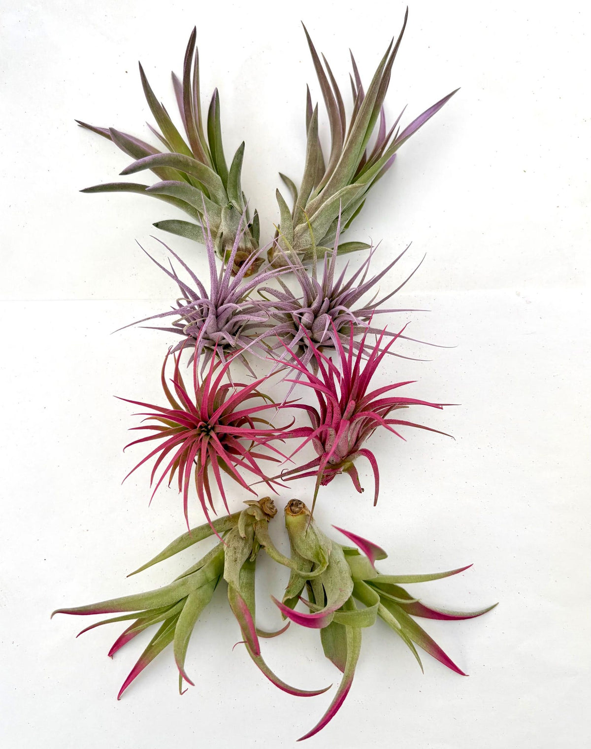 Air Plant Bundle Pink/Lavender 8PK 2"-4"