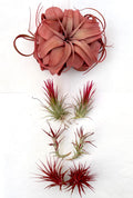 Air Plant Bundle RED (3) 7PK 2"-6"