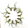 Air Plant Bulbosa 10PK 2"-3"