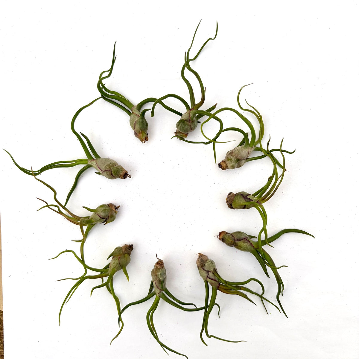 Air Plant Bulbosa 10PK 2"-3"