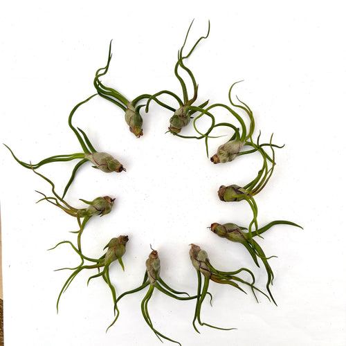 Air Plant Bulbosa 10PK 2"-3"