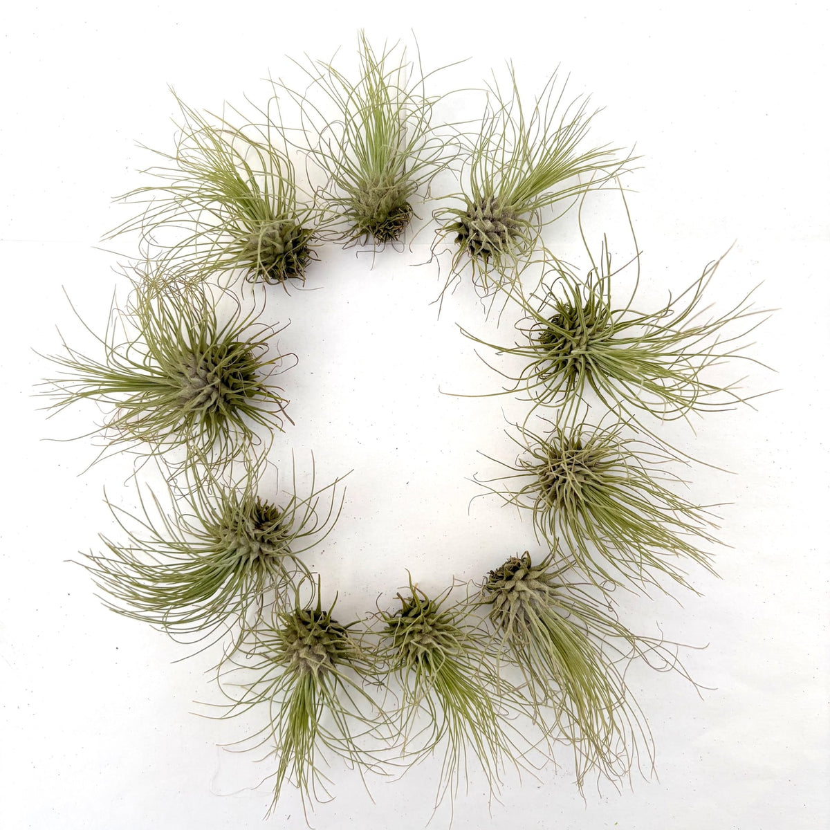 Air Plant Fuchsii 10PK 2"-3"