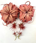Air Plant Bundle RED (2) 6PK 2"-6"