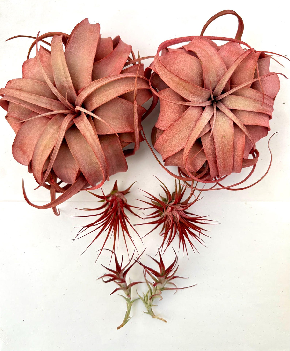 Air Plant Bundle RED (2) 6PK 2"-6"