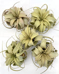 Air Plant Xerographica 5PK 4"-5"