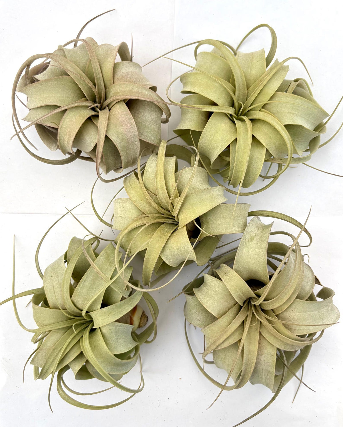 Air Plant Xerographica 5PK 4"-5"