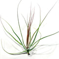 Air Plant Schiedeana Red 5"-6"
