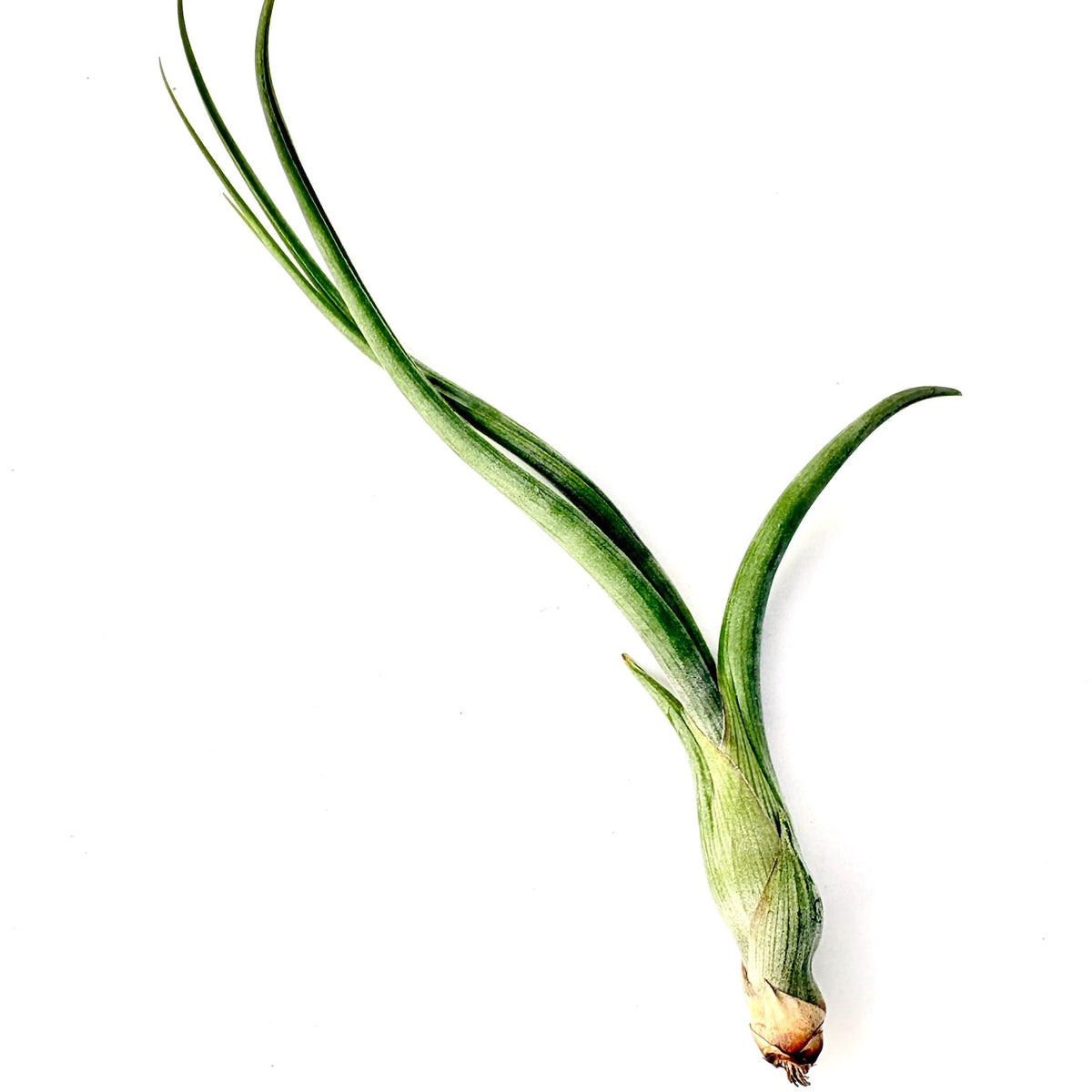 Air Plant Pseudobailey 4"-6"