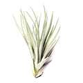 Air Plant Houston 4"-5"