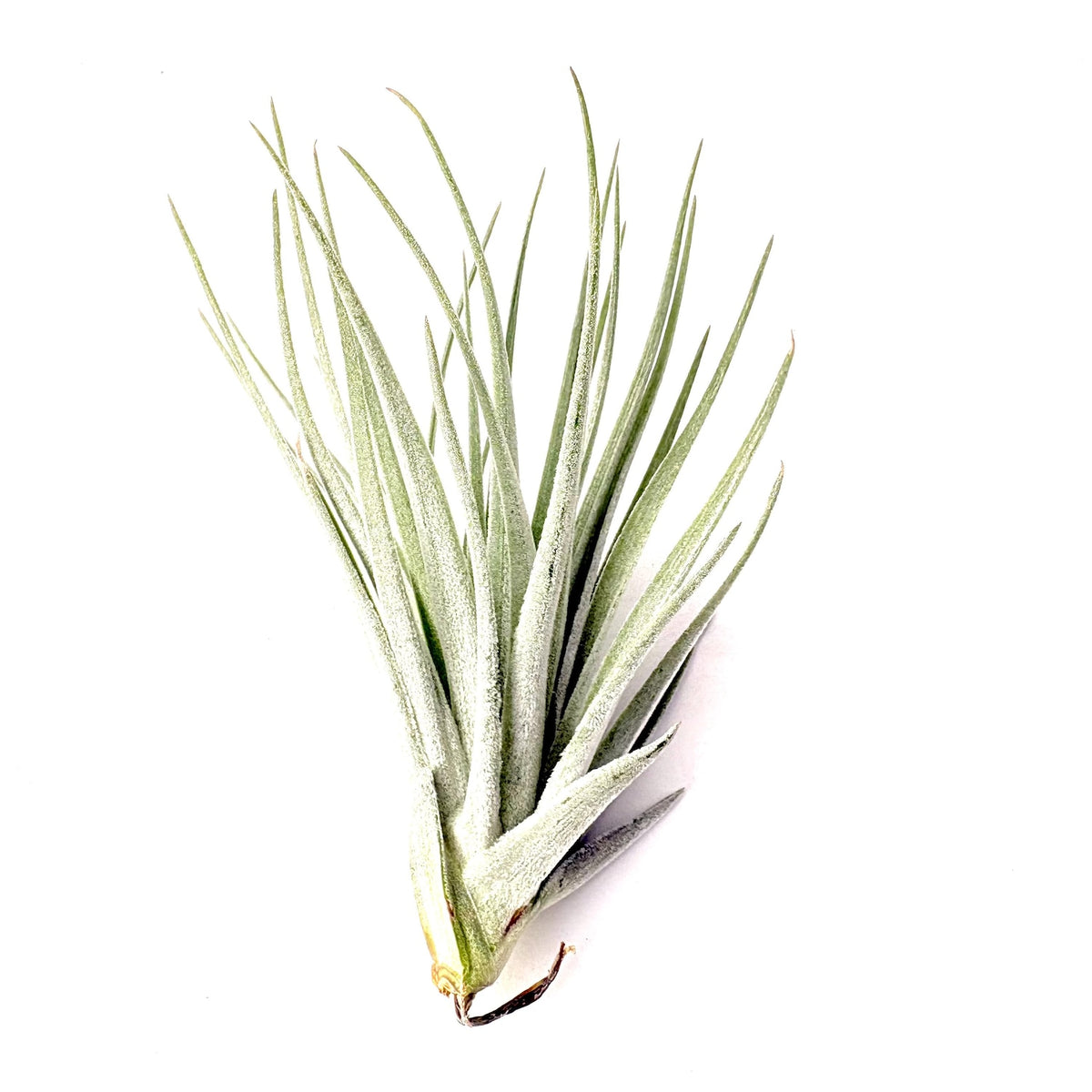 Air Plant Houston 4"-5"
