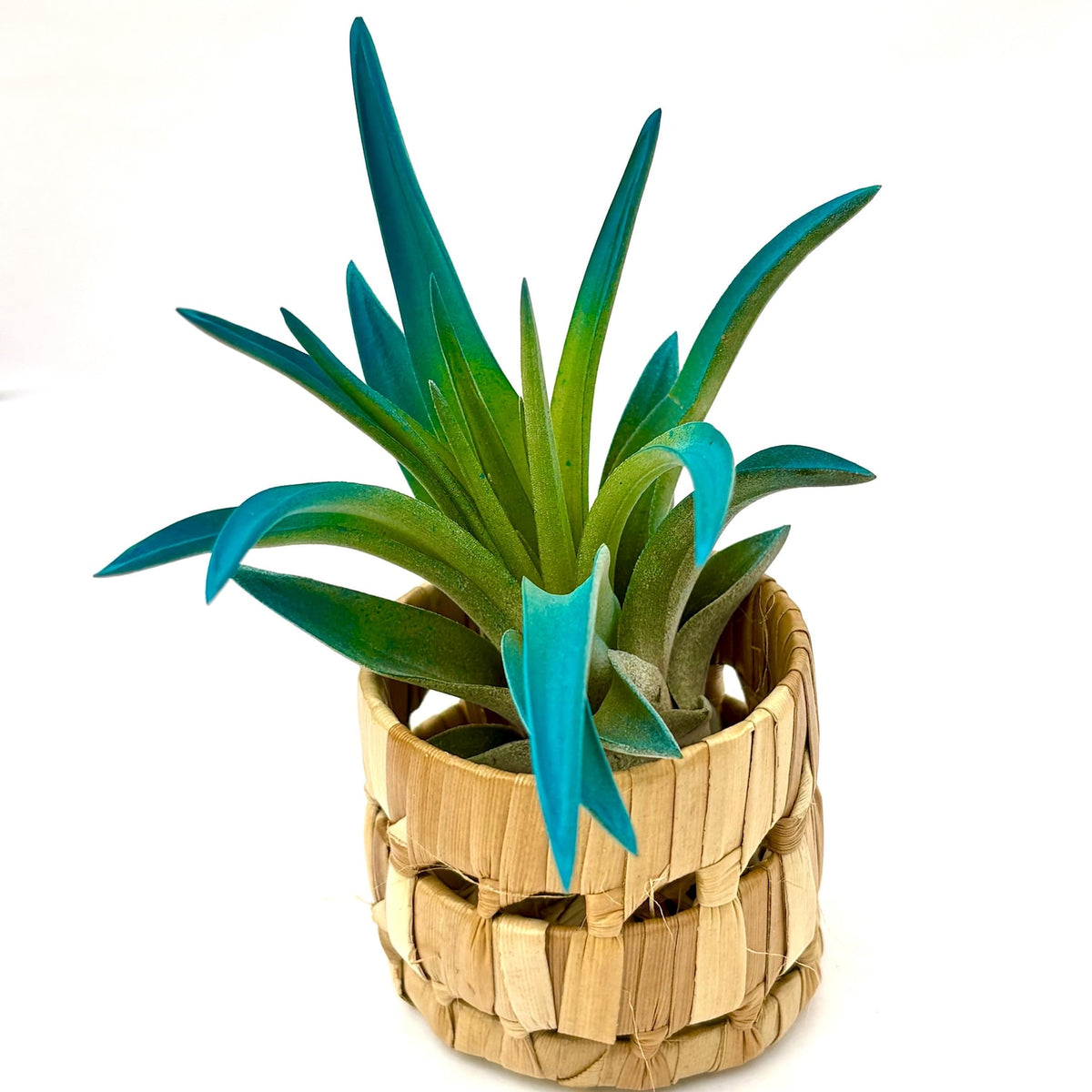 2" Pandan Pot - Air Plants