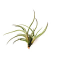Air Plant Bandensis 2"-3"