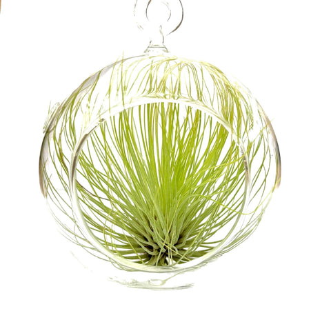 3" Glass Pot - Air Plants