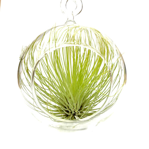 3" Glass Pot - Air Plants