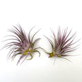 Air Plant Ionantha Lilac 2PK 2"-3"