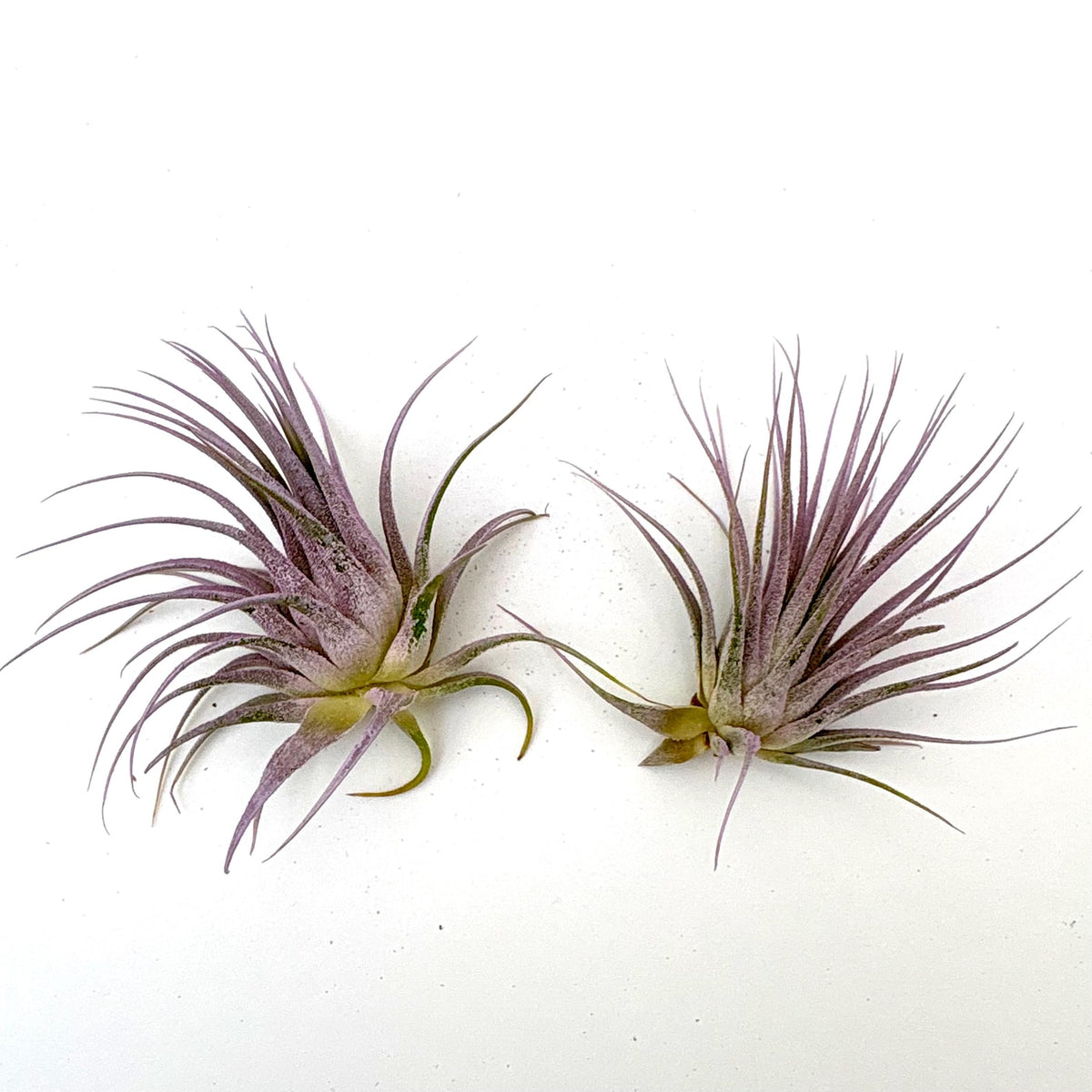 Air Plant Ionantha Lilac 2PK 2"-3"
