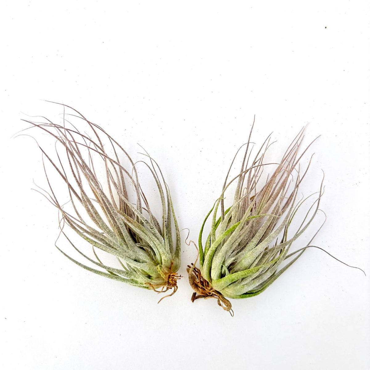 Air Plant Ehlersiana 2PK 3"-4"