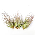 Air Plant Ehlersiana 3PK 3"-4"