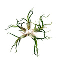 Air Plant Bulbosa 5PK 2"-3"