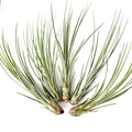 Air Plant Juncea 5PK 4"-6"