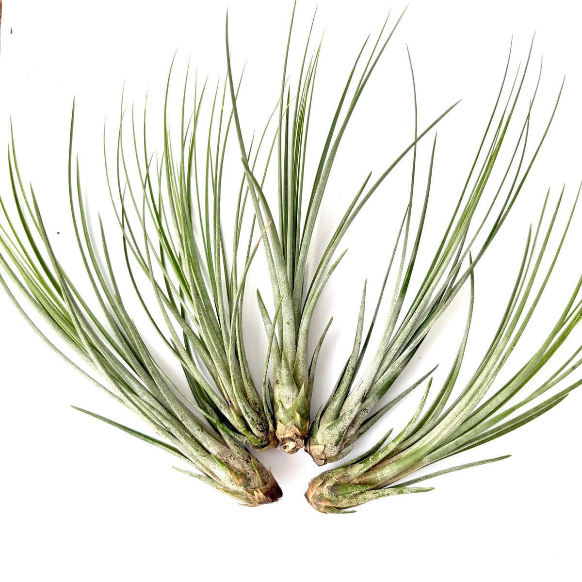 Air Plant Juncea 5PK 4"-6"