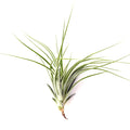Air Plant Ehlersiana 3"-4"