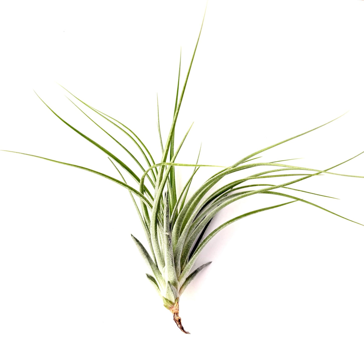 Air Plant Ehlersiana 3"-4"
