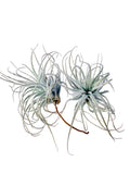 Air Plant Tectorum 2PK 2"-3"