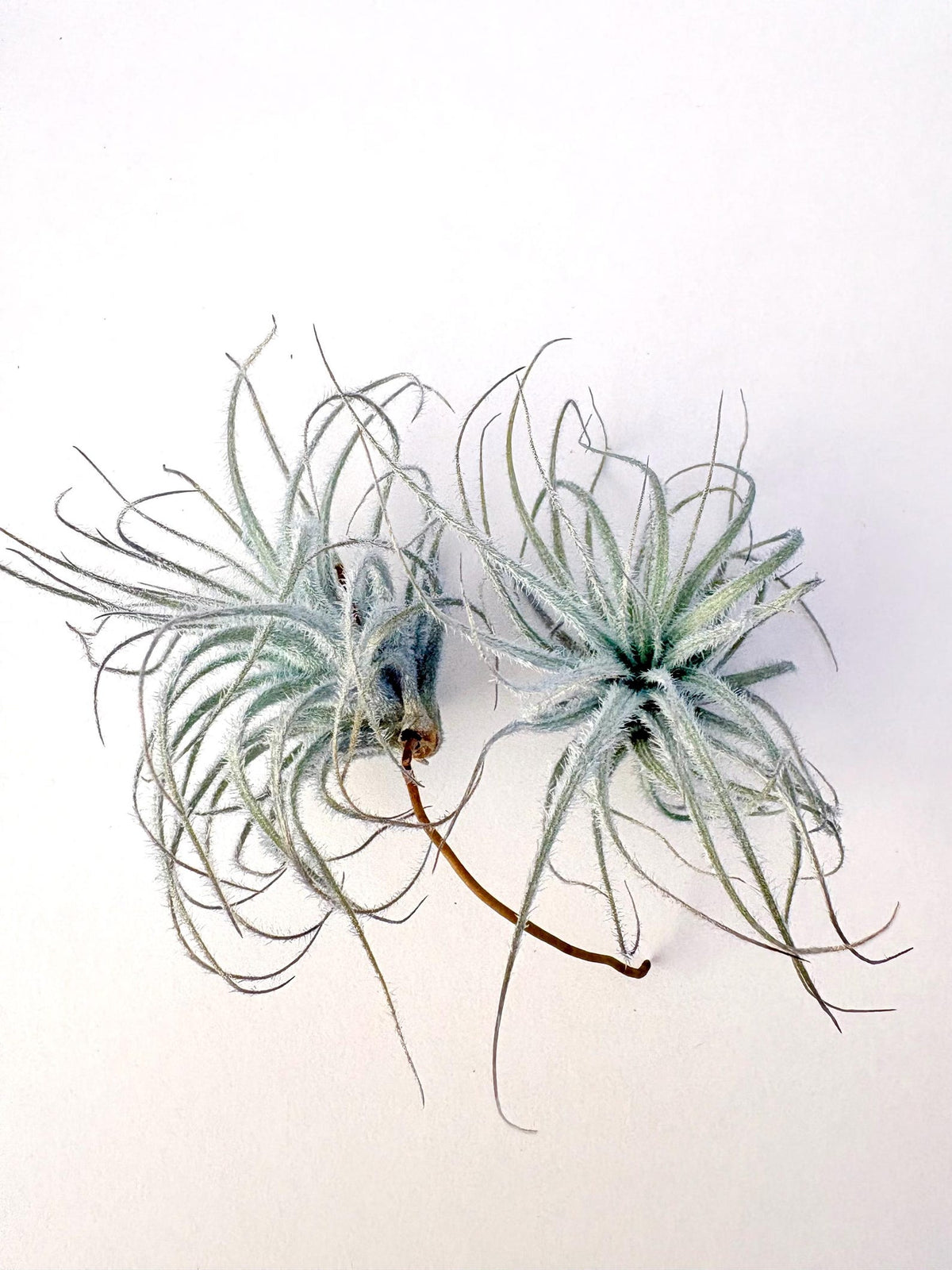 Air Plant Tectorum 2PK 2"-3"