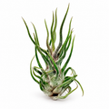 Air Plant Pruinosa 3"-4" — studio edit