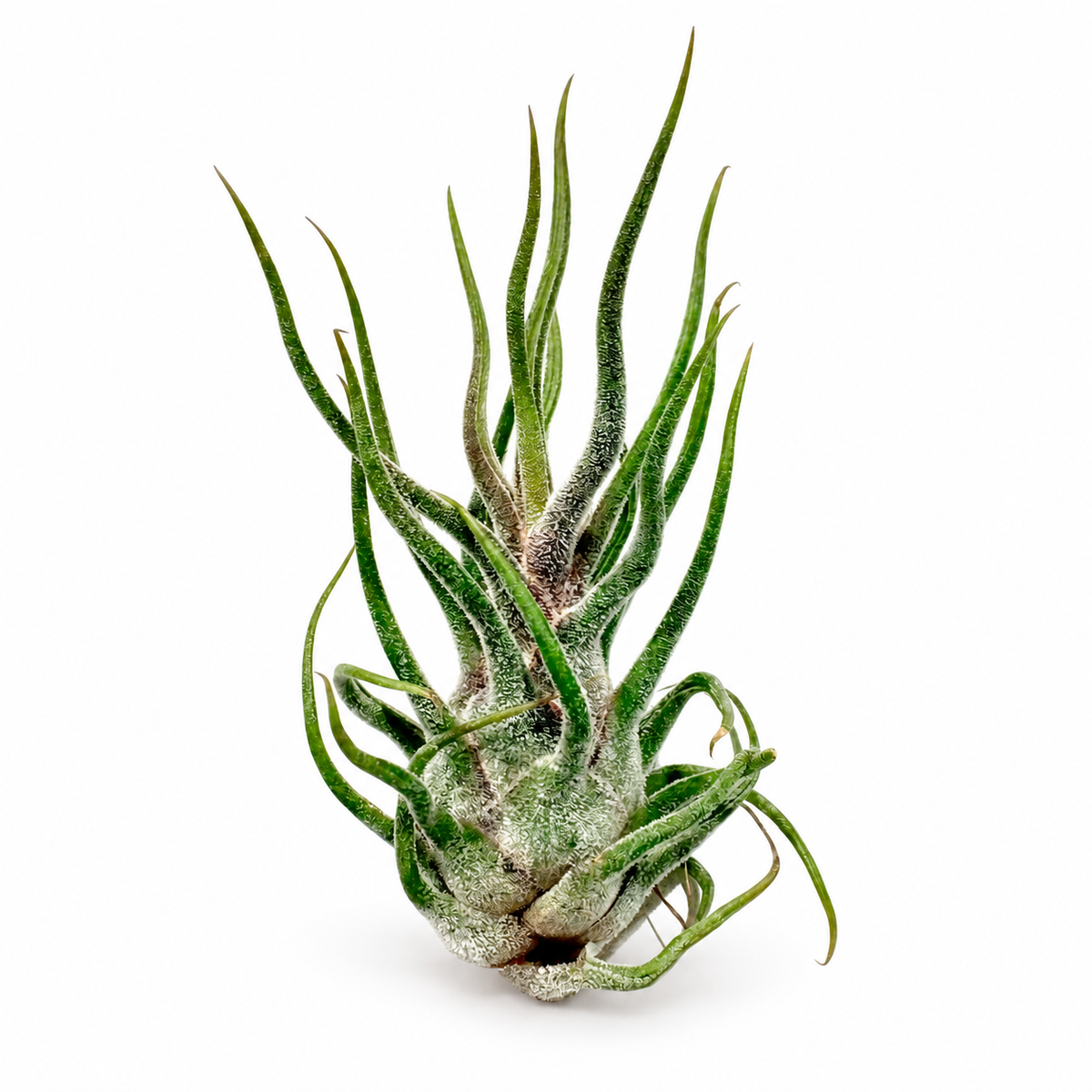 Air Plant Pruinosa 3"-4" — studio edit