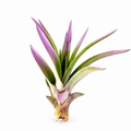Air Plant Velutina Lavender 3"-4" — studio edit