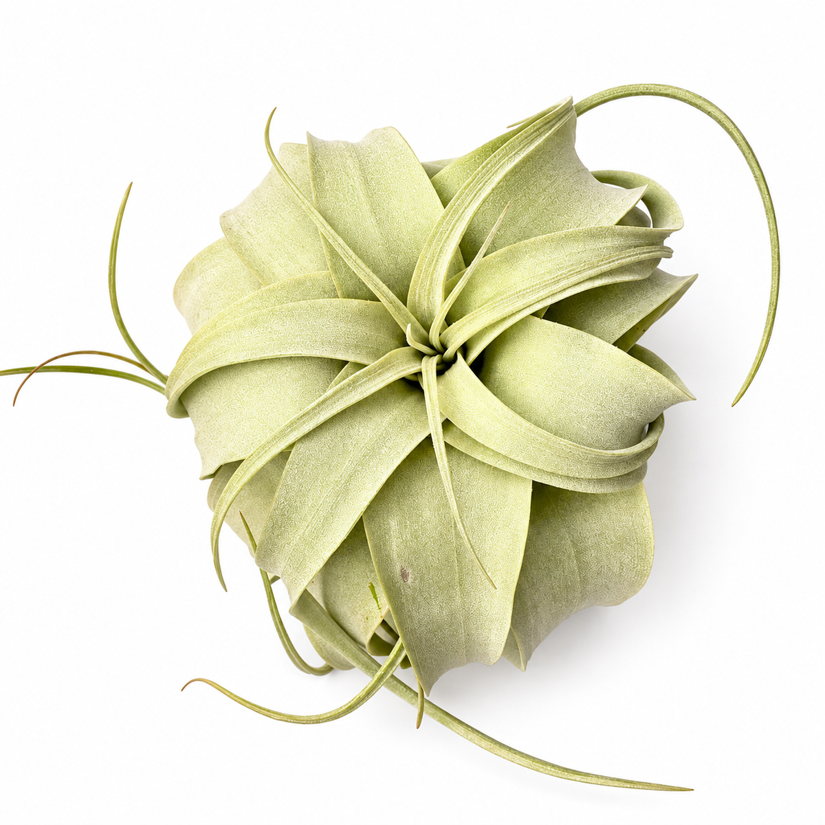 Air Plant Xerographica 4"-5"