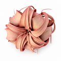 Air Plant Xerographica Red 5"-6" — studio edit
